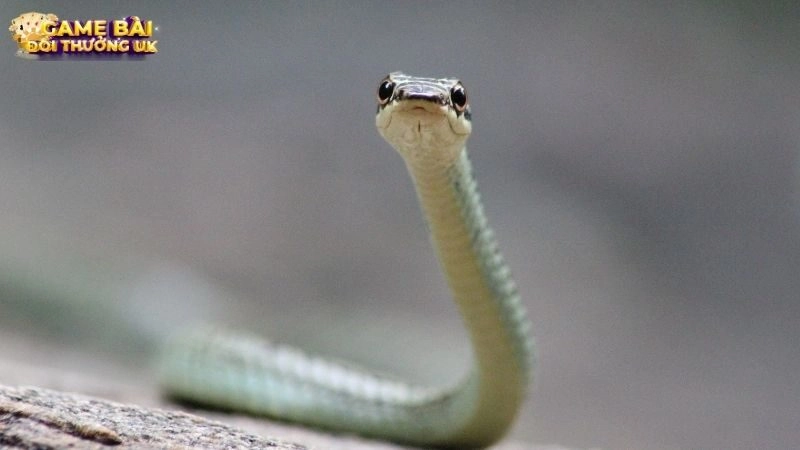 sổ mơ rắn cắn